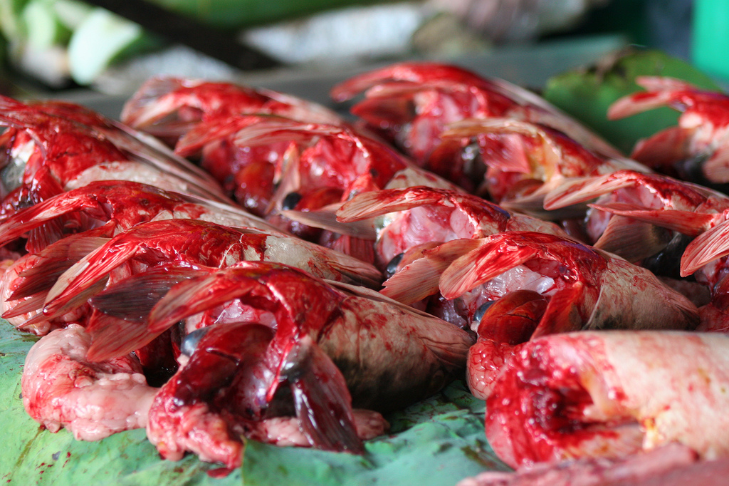 Dead fish at a market in Kuala Lumpur, Malaysia.