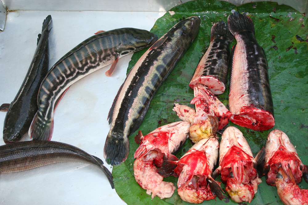 Dead fish at a wet market in Phnom Penh, Cambodia.