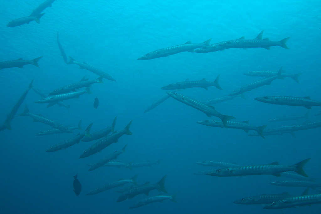 Diving with a school of Baracudas in Raja Ampat.