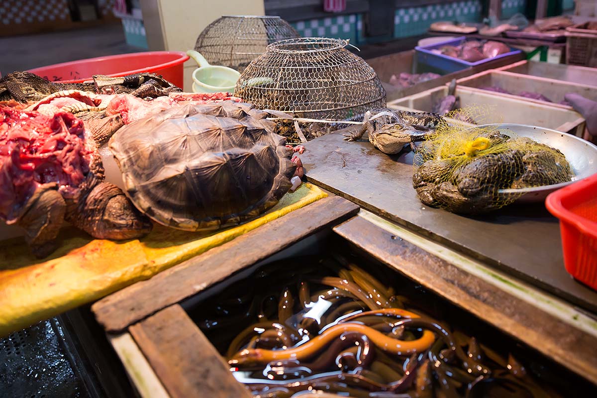 Turtles, crocodiles, snakes - nothing special at Huayuan market in Guangzhou.