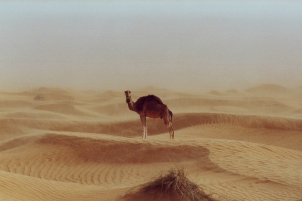 camel-tunesia-desert-sahara-africa Camels are the lifeline in any desert.