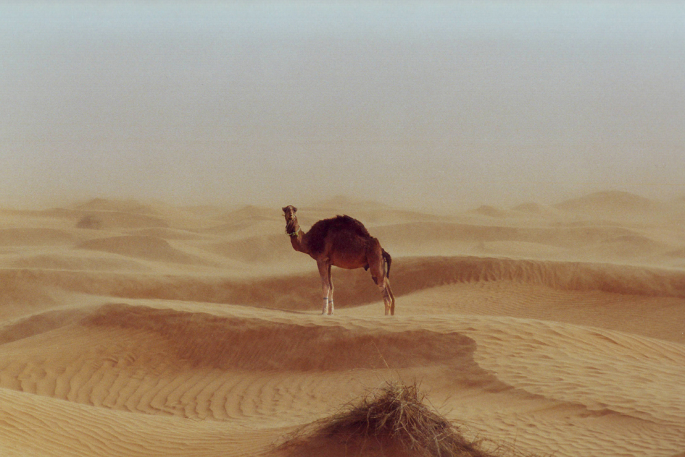 Camels are the lifeline in any desert.