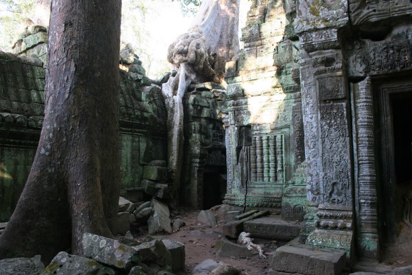 jungle-angkor-wat-cambodia-1 Giant trees "eat" up the temples.