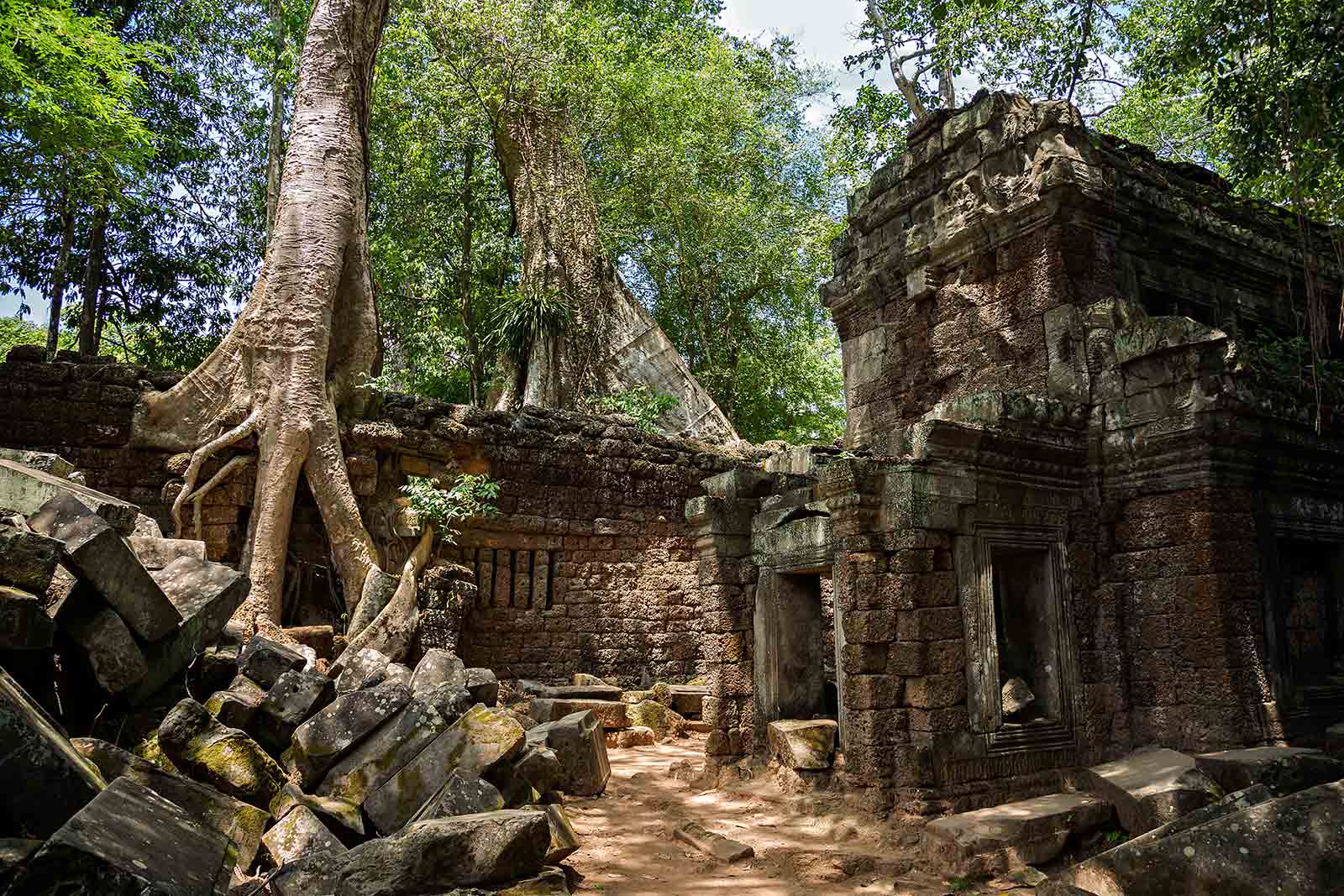 Giant trees "eat" up the temples.