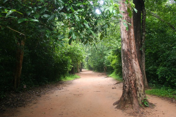jungle-angkor-wat-cambodia Away from the tourist areas, Angkor can really be a bit spooky.