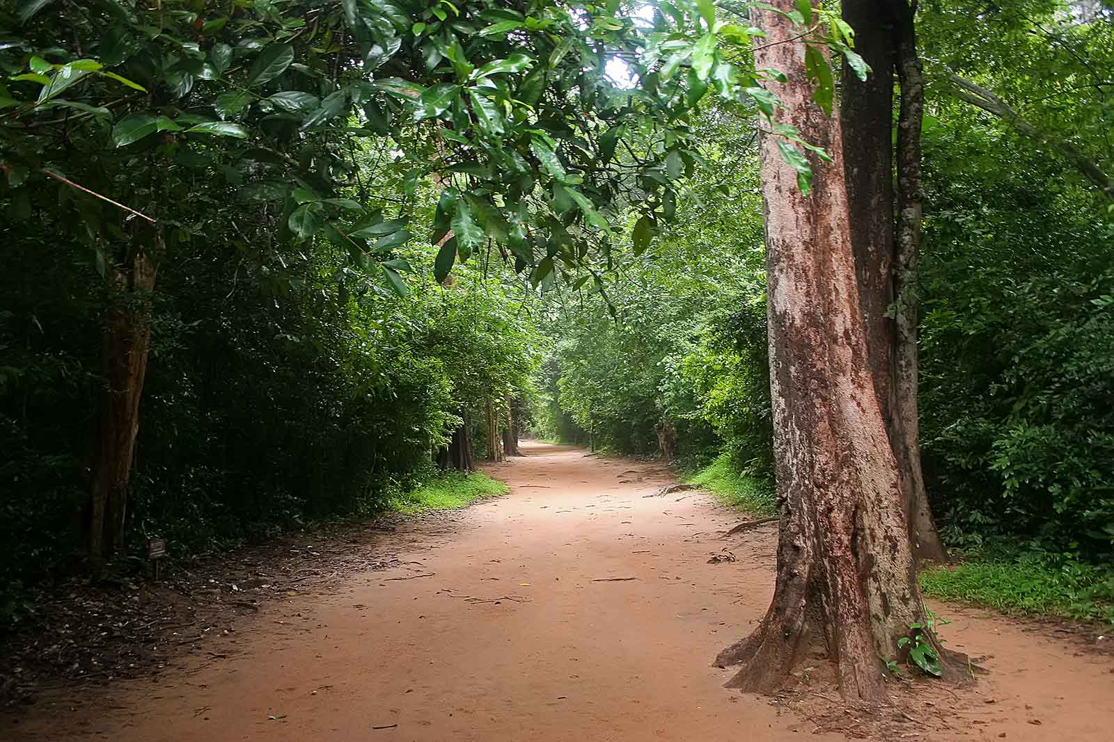 jungle-angkor-wat-cambodia Away from the tourist areas, Angkor can really be a bit spooky.