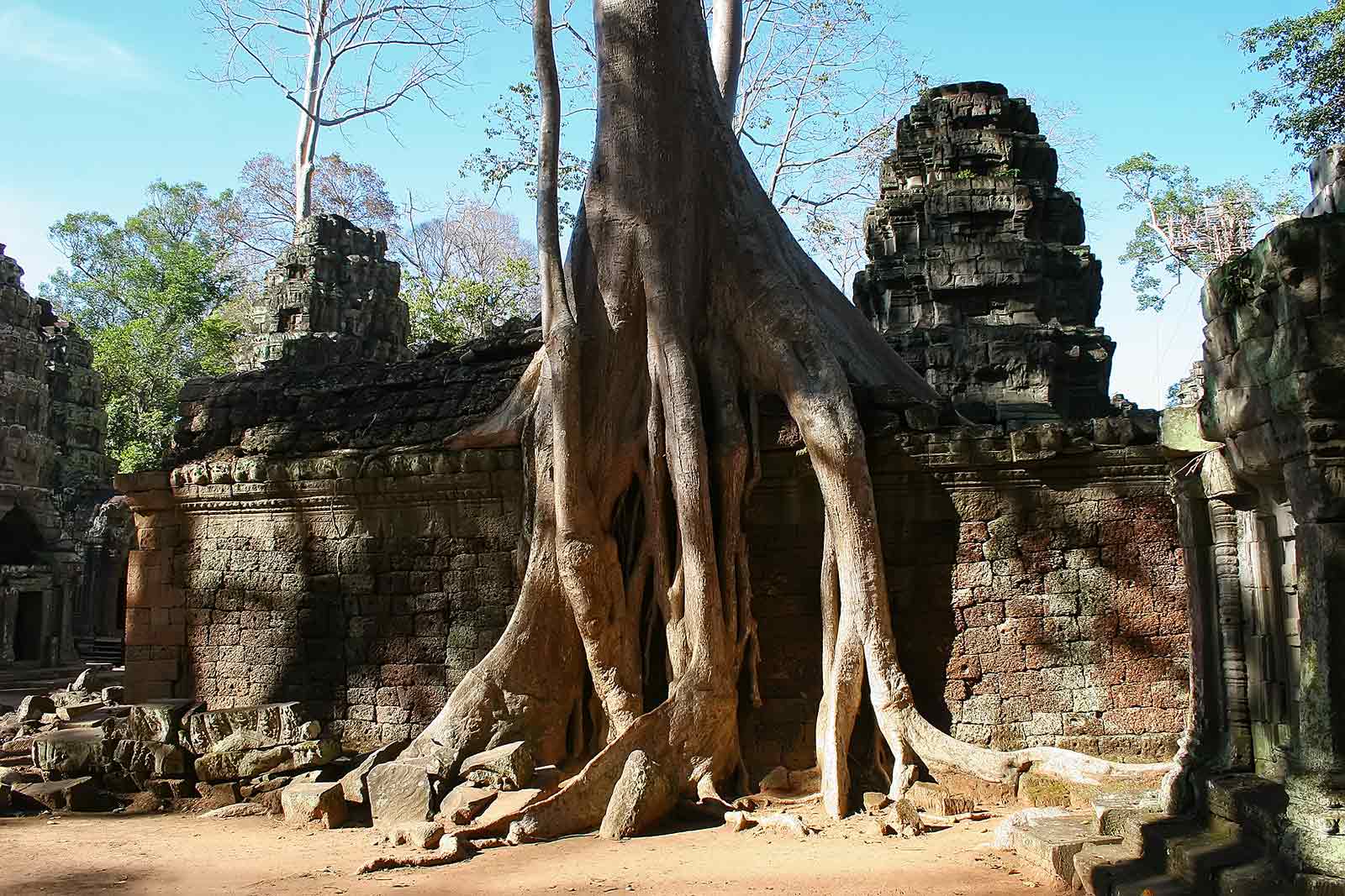 temple-angkor-wat-cambodia-2 The jungle is taking over at Angkor Wat.