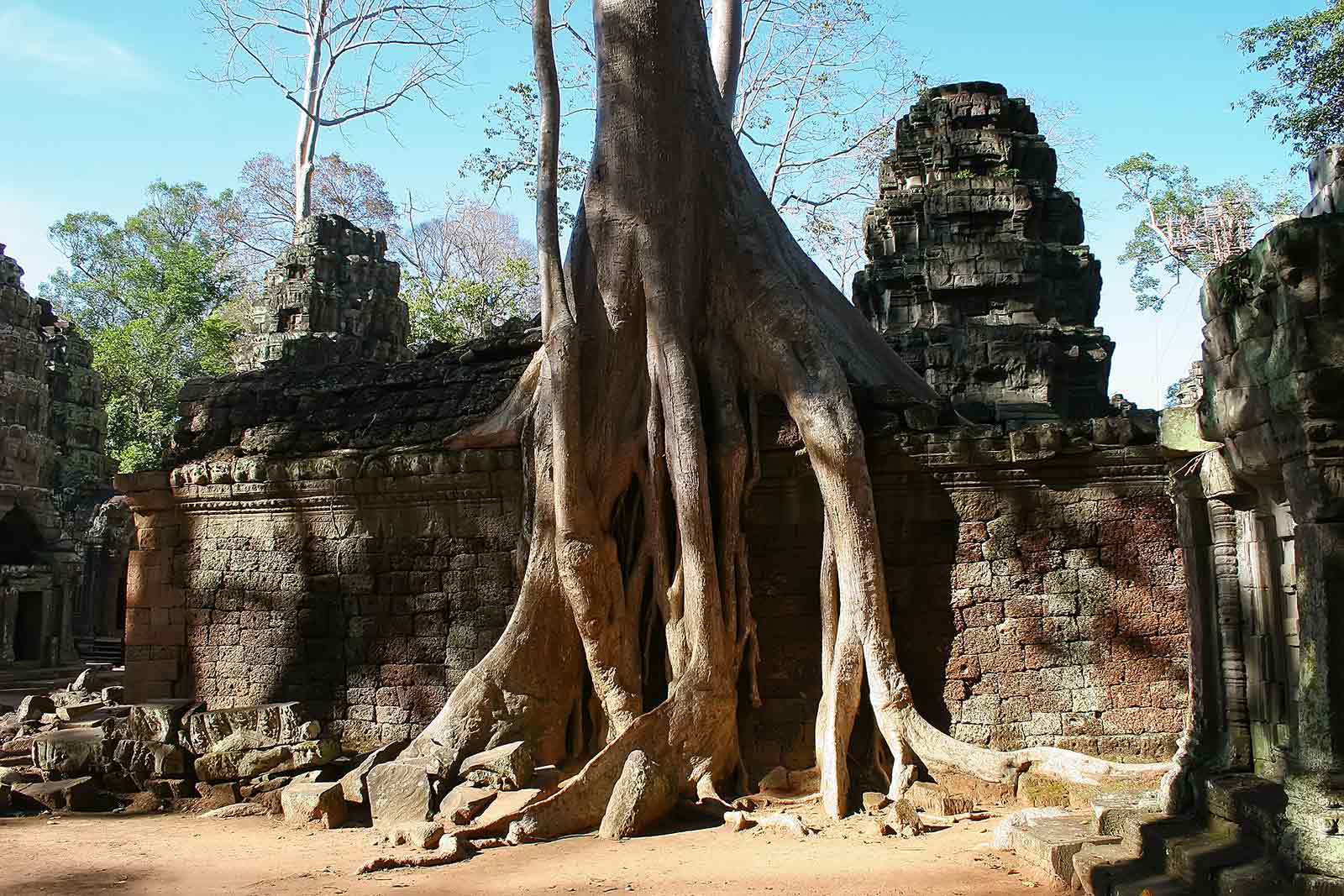 The jungle is taking over at Angkor Wat.