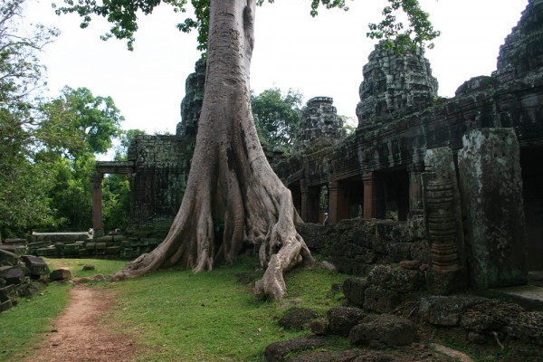 tree-angkor-wat-cambodia The trees are the real kings of Angkor Wat.