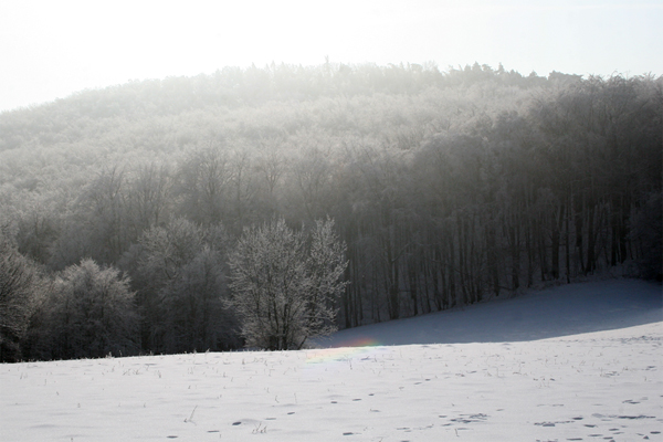 Frosty times during winter in the Vienna Woods around the capital city.