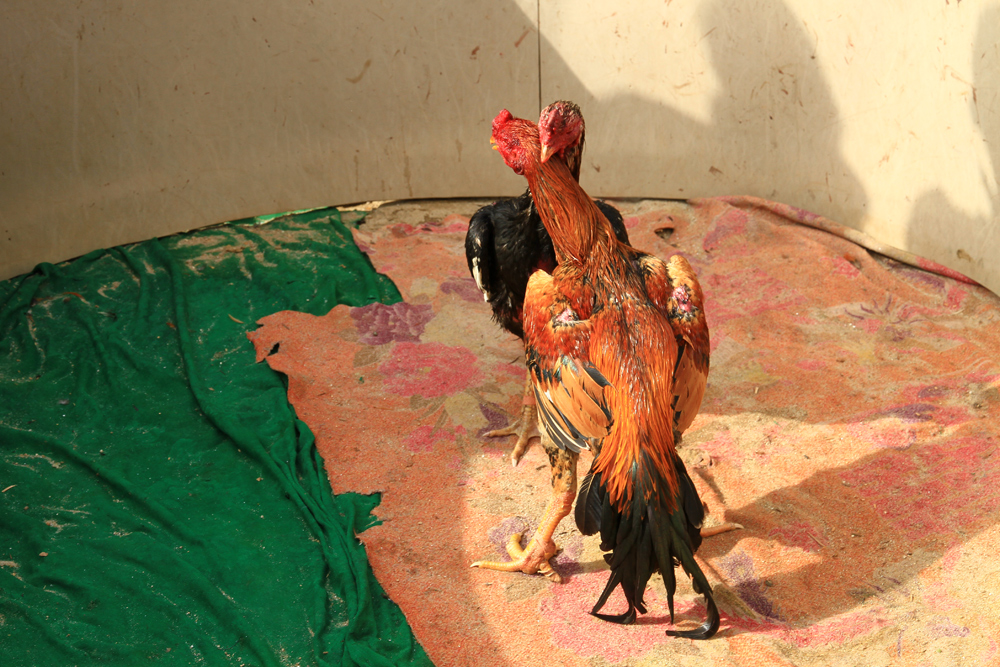 cock-fight-laos