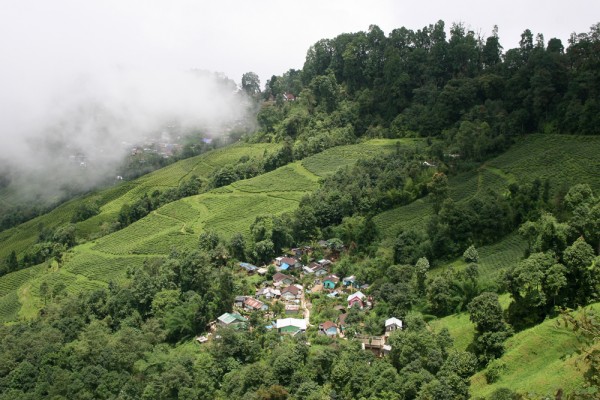 darjeeling-tea-fields Tea fields in Darjeeling, India.