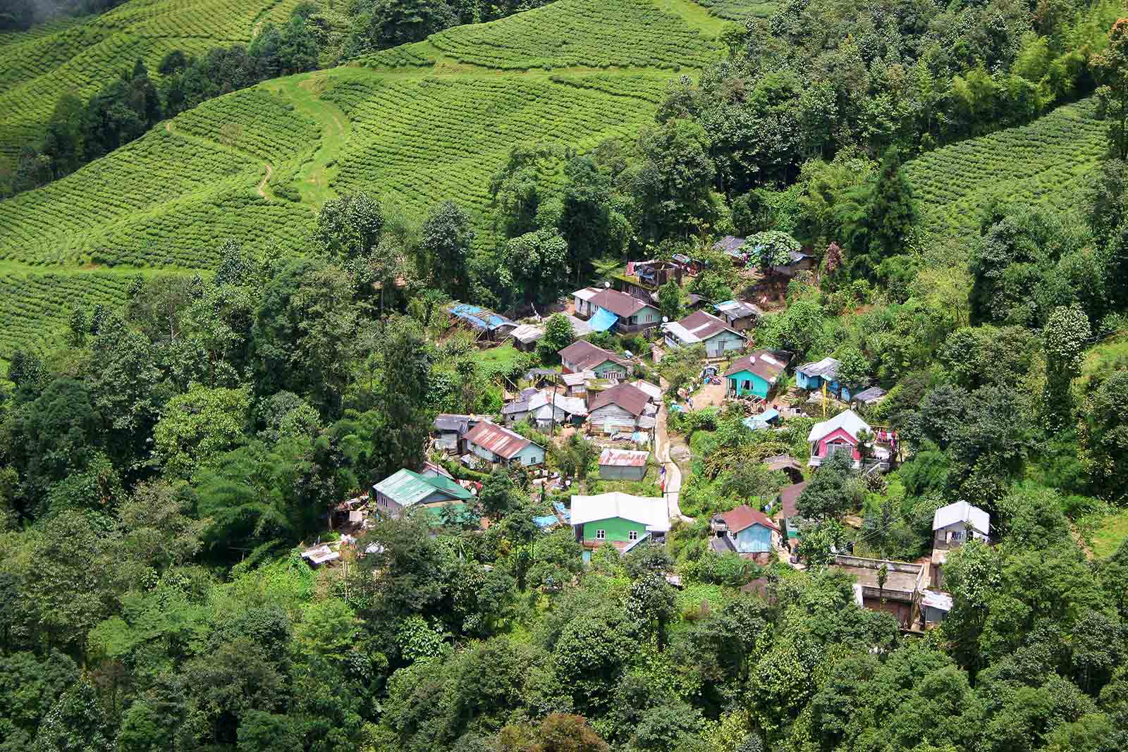 Tea fields in Darjeeling, India.