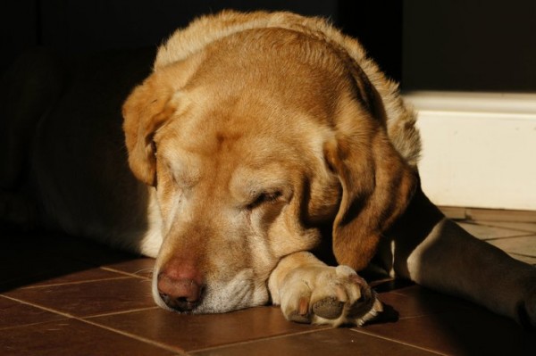 dog