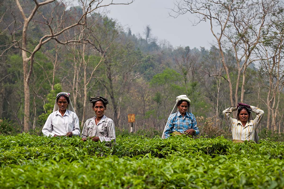 Tea pickers working under the sun of Darjeeling.