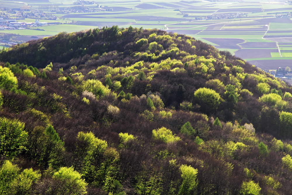 The colours of the leaves in the Vienna woods change again in the spring time.