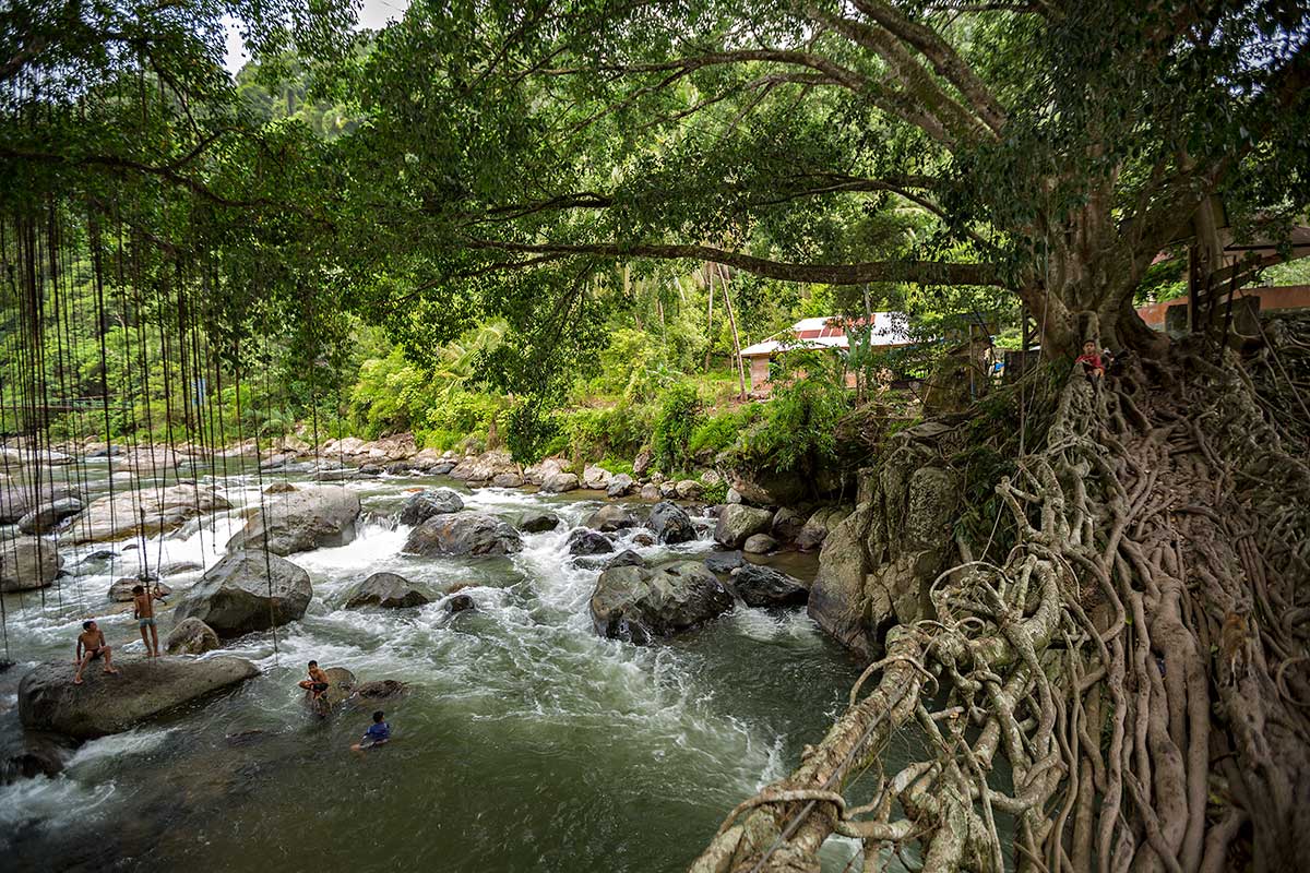 living-root-bridge-west-sumatra-indonesia Jembatan Akar is Indonesia's Living Root Bridge. Located over the Batang Bayang river in West Sumatra, Indonesia, a bridge made of living tree roots connects two villages.