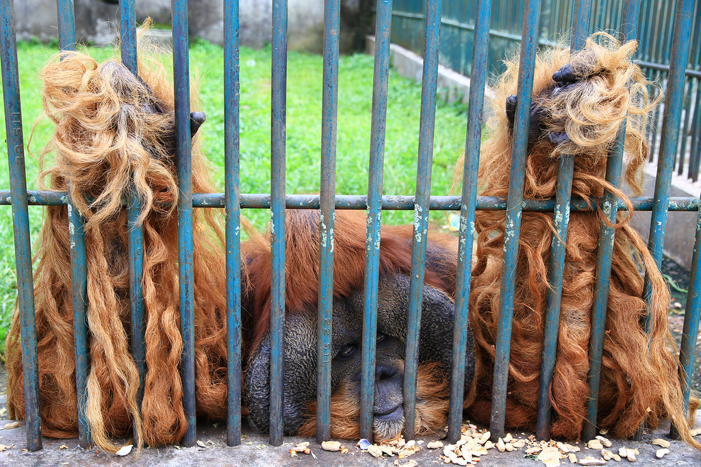 An Orang Utan in thr zoo of Bukittinggi in Sumatra. Stop animal captivity!