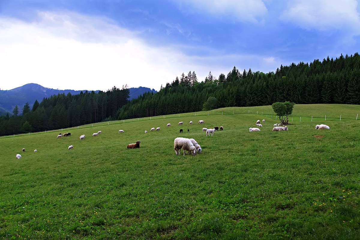 When spring in Austria arrives, the sheep and cows are put onto the fields.