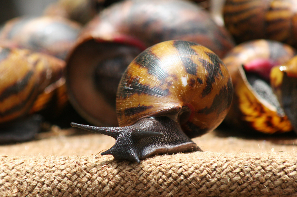 Edible snails at a market in Accra, Ghana.