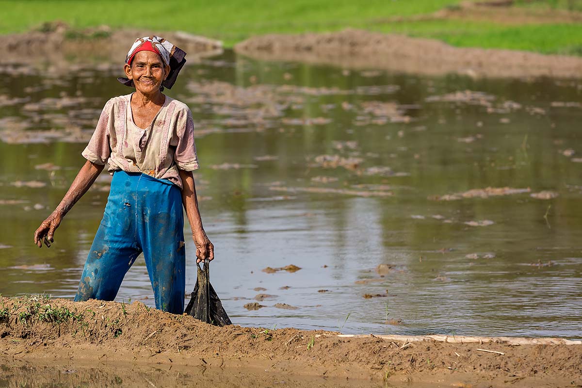 A woman glances up while working in a rice field in Sumatra.