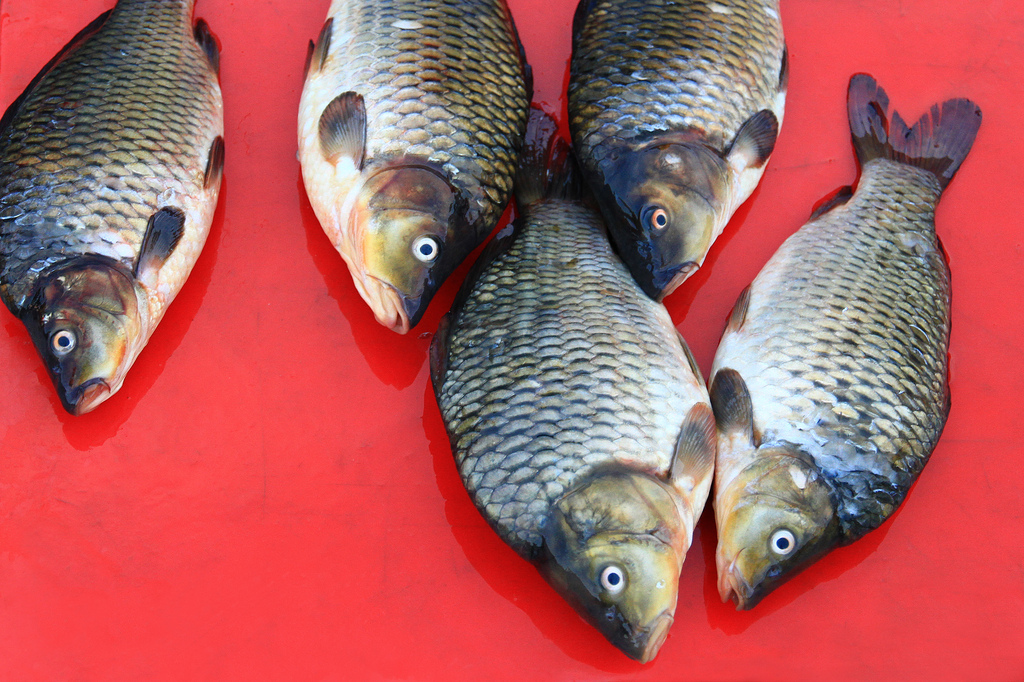 Fresh fish at a wet market in Vientiane, Laos.