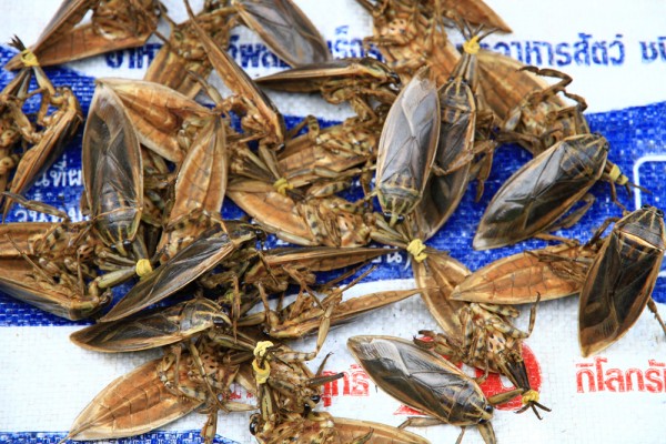 bugs-market-laos Bugs at a market in Laos.