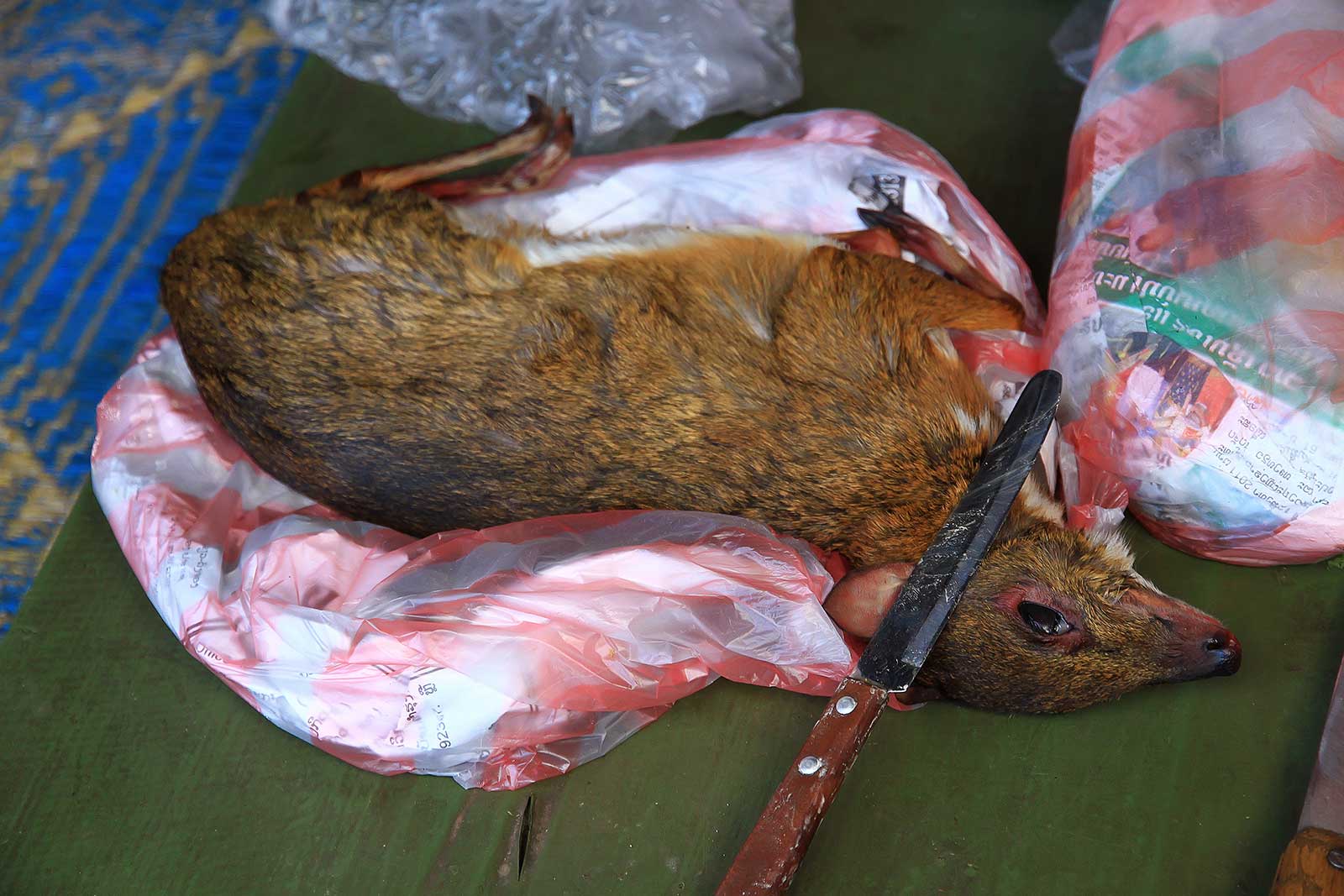 A dead Aguti at a market in Vientiane, Laos.