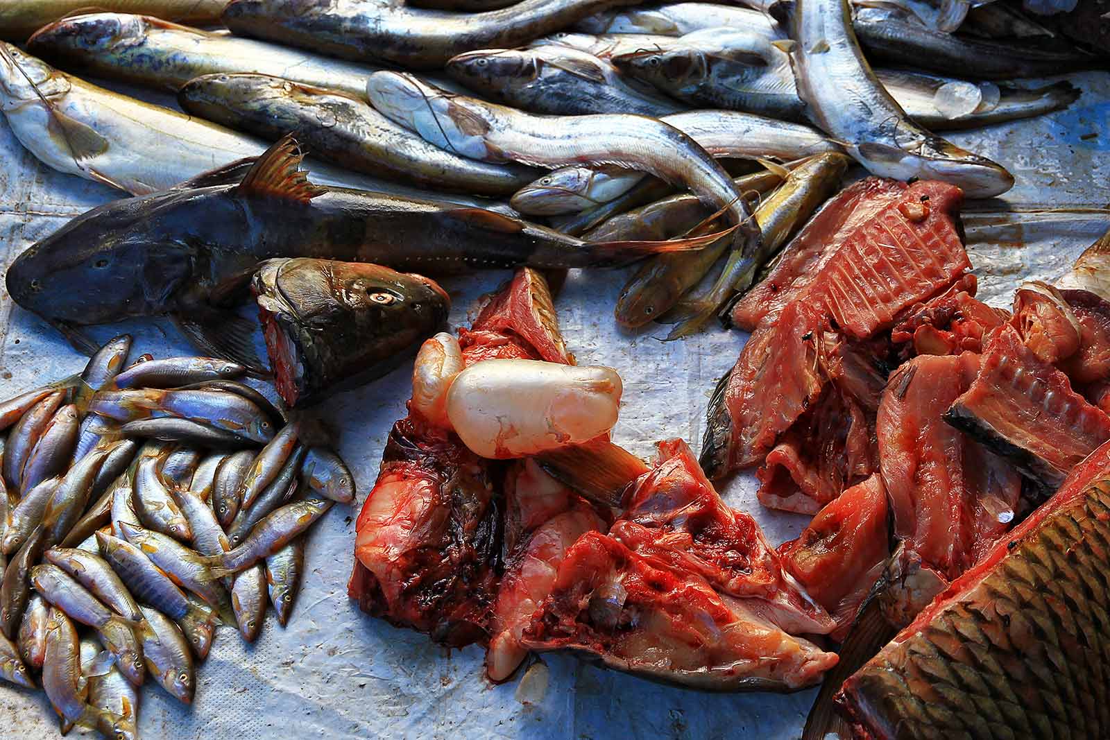 Fish at a market in Laos.