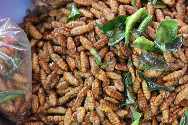 fried-maggots-market-vientiane-laos Fried maggots.