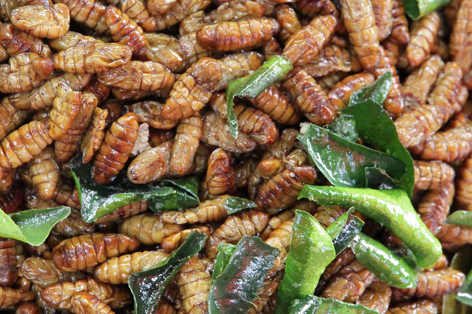 Fried maggots.