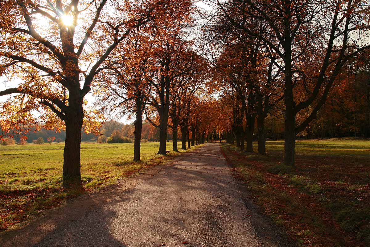 The Lainzer Tiergarten is a wildlife preserve in mostly home in the 13th distinct of Vienna. 80% of it is covered in woodland with alleys for runners and walkers leading through the forest. My favourite time of the year to go there is autumn where the colours are simply amazing.