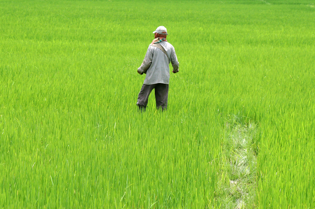 Green - Wokring in the rive fields of Manipur, India.