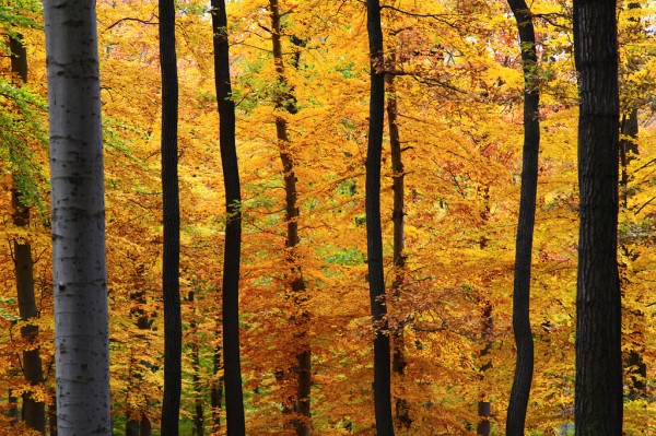 landscape-viennese-woods-austria-yellow Yellow - The Viennese Woods in Austria.