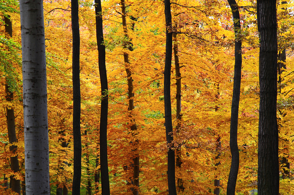 Yellow - The Viennese Woods in Austria.