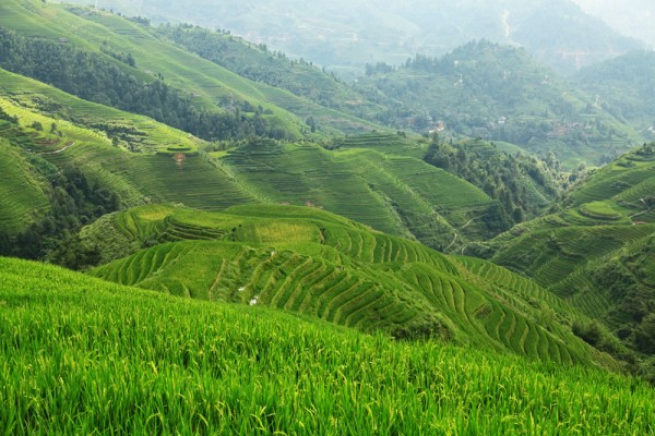 dragons-backbone-china-viewpoint-nr-1 Rice Terraces from Viewpoint Nr. 1 " Music for Paradise"