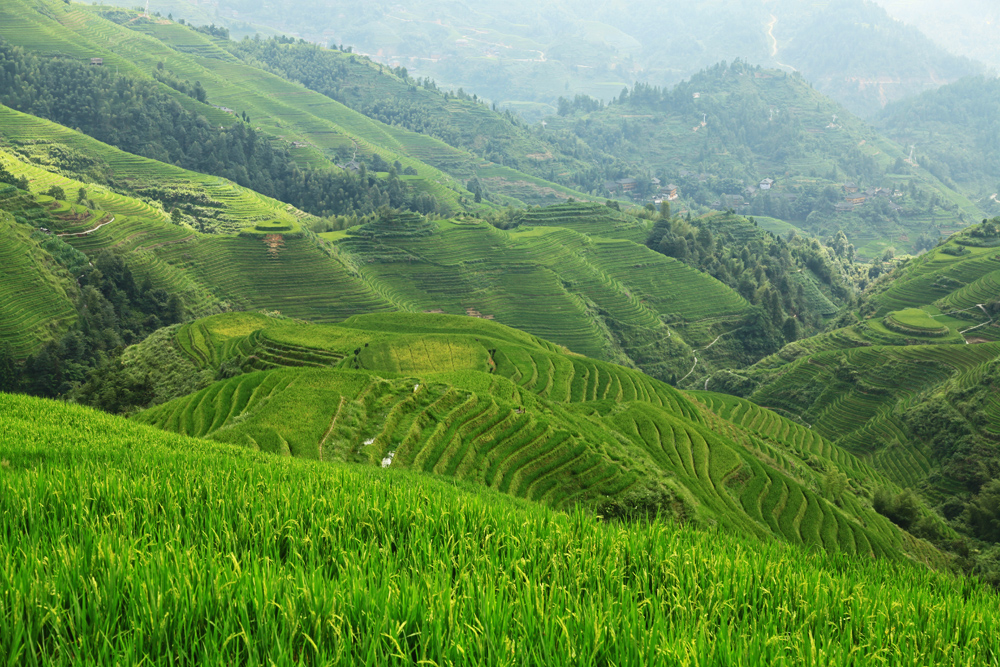 Rice Terraces from Viewpoint Nr. 1 " Music for Paradise"