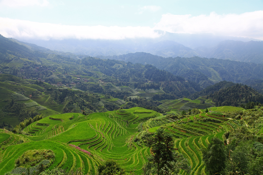 The famouse view of the Dragon's Backbone Rice Terraces from viewpoint Nr. 3.