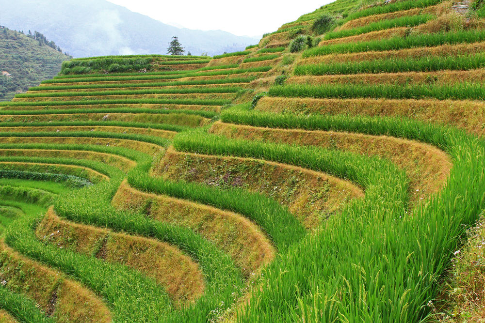 Close up of the rice terraces in Longsheng county, China.