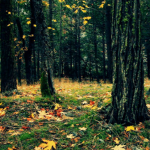 autumn-yosemite-national-park autumn-yosemite-national-park