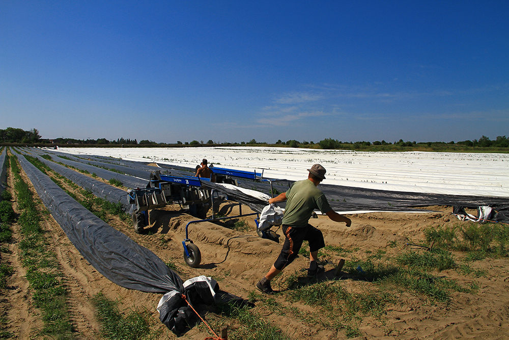 Asparagus harvest in Slovakia.