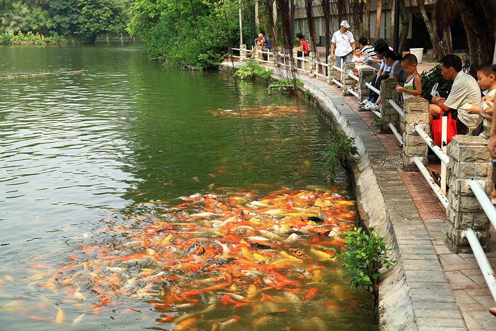 Feeding Koi fish at Yuexiu Park is just one of the many things you can do here.