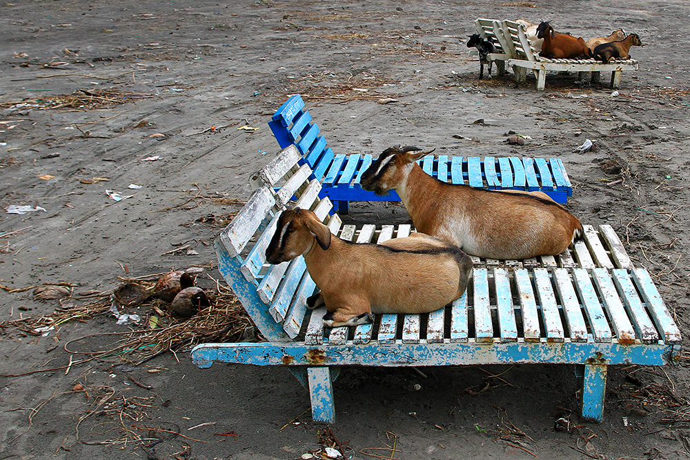 The only ones lying on beach chairs in Kuakata were goats...