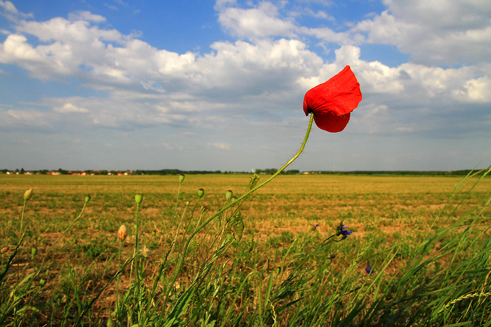 Landscape South of Lake Neusiedl in Hunary.