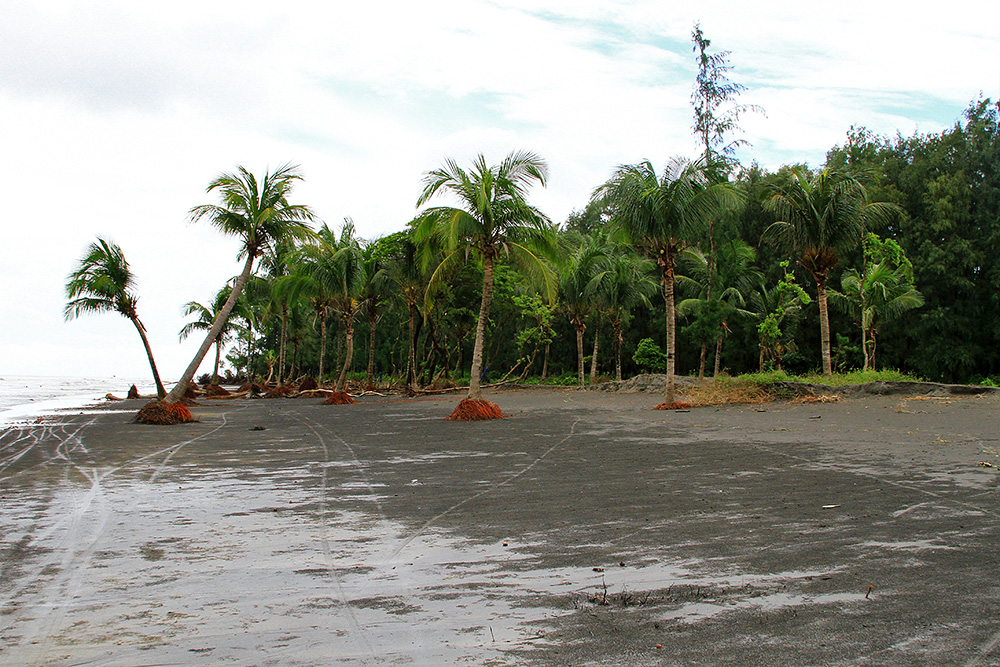 Palm trees on the beach in Kuakata, Bangladesh.