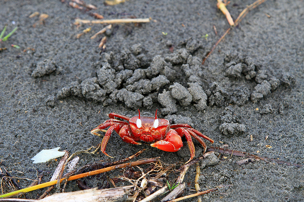 Red crab on the beach in Kuakata, Bangladesh.