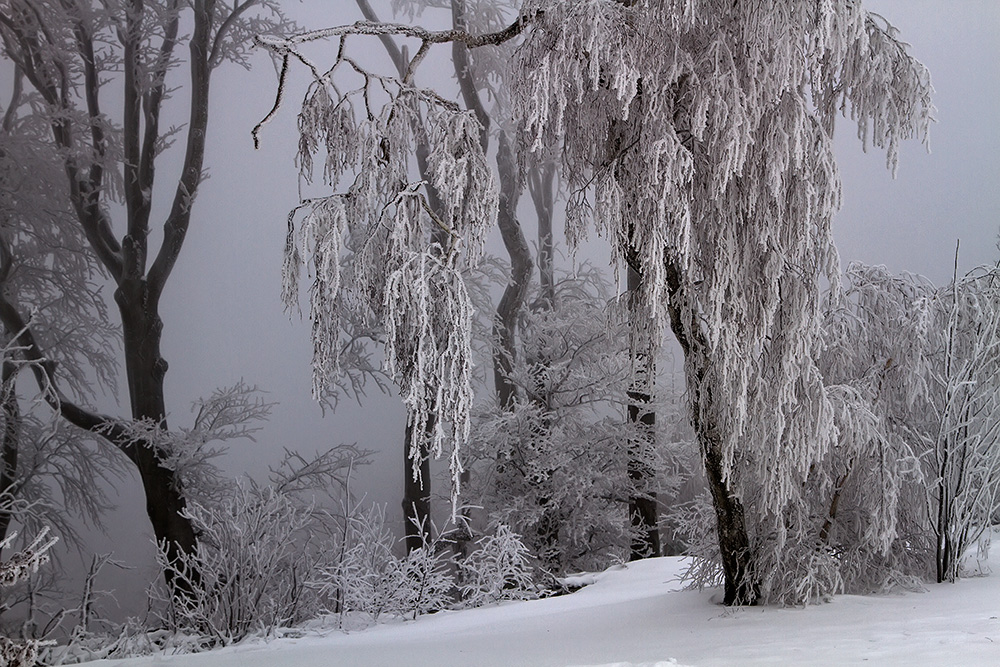 Ice Crystals in the Viennese Woods, Austria.