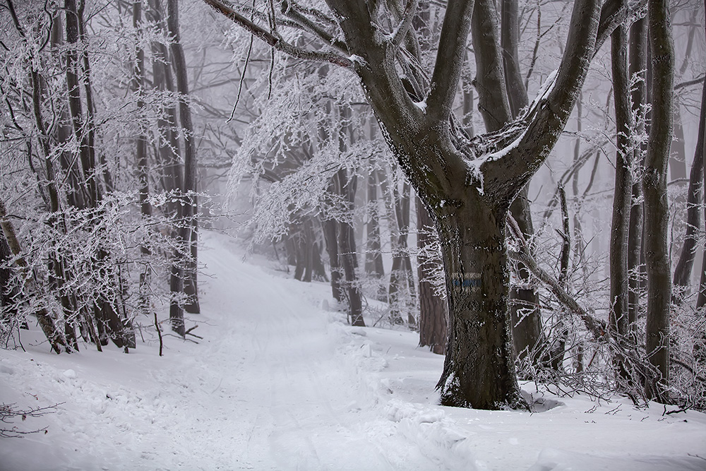 Ice Crystals in the Viennese Woods, Austria.