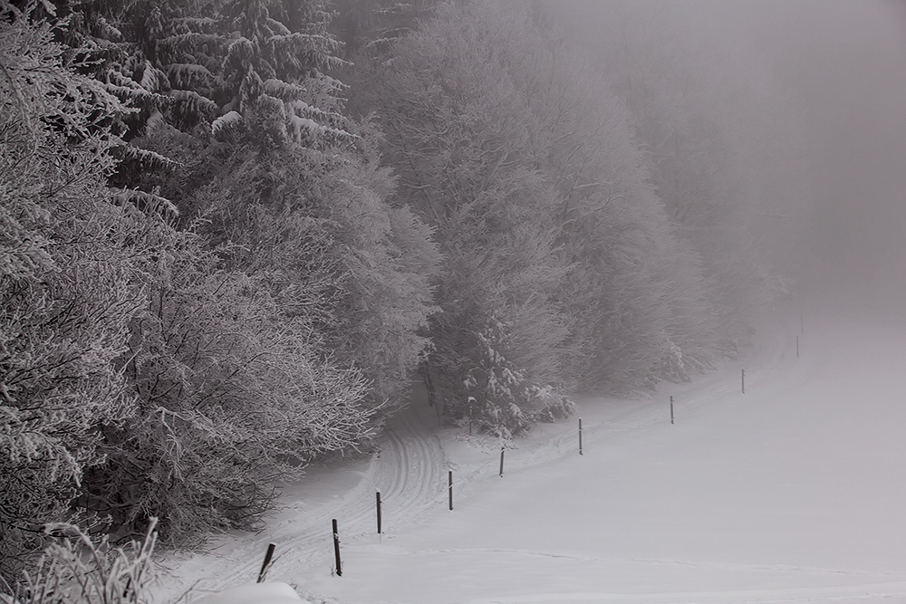 Ice Crystals in the Viennese Woods, Austria.