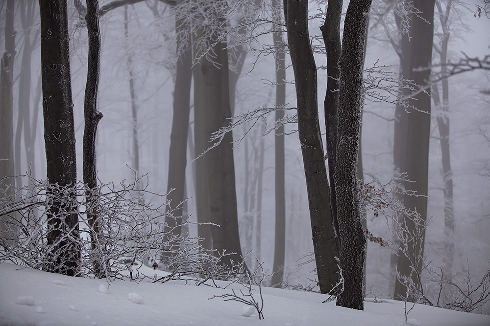 Ice Crystals in the Viennese Woods, Austria.